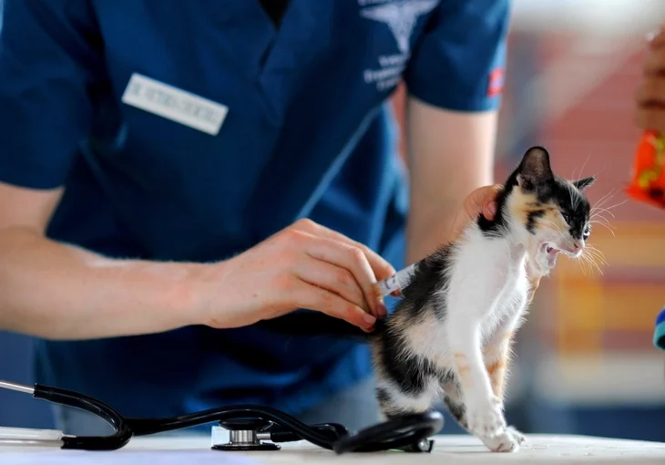 Indoor Cats Still Need Vaccinations, Yes Really