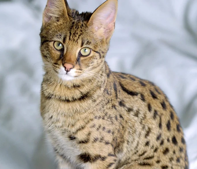 12. Savannah: The Wild-Spirited Hybrid