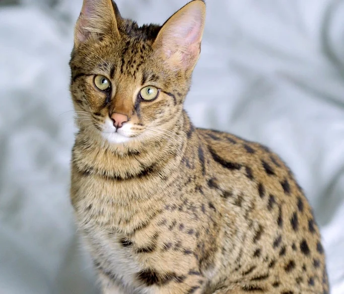 Savannah: The Exotic Diva Demanding Space