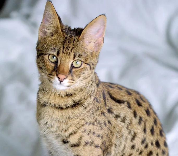 6. Savannah Cats: The Exotic Powerhouses