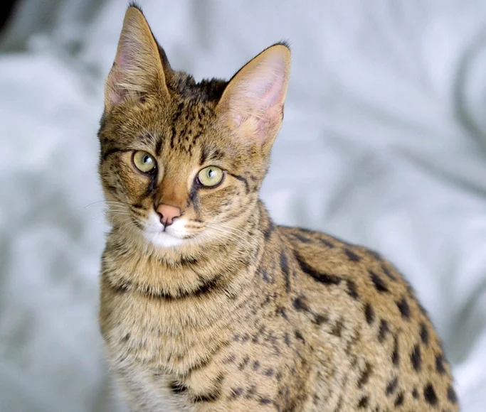 Savannah Cat