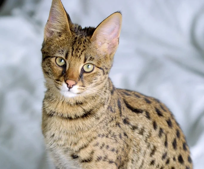Savannah Cats: Too Wild for Most Homes