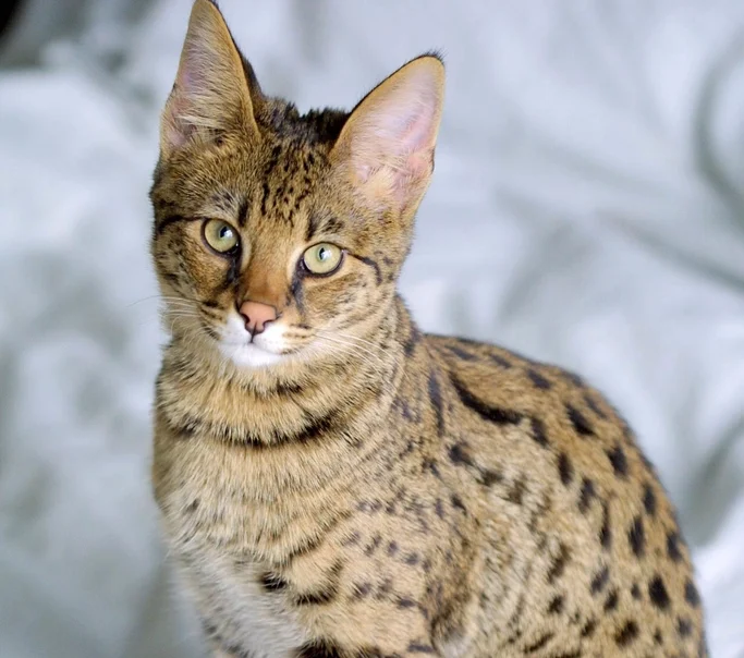 Savannah: The Wild Child Who Plays by Their Own Rules