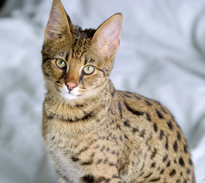 Savannah: The Wild Pioneer 