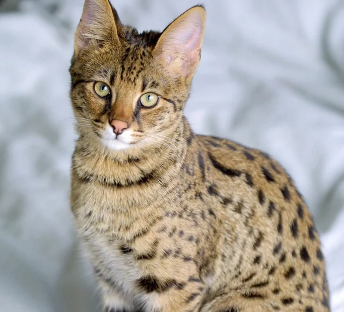 Savannah: The Not-So-Domestic Domestic Cat 