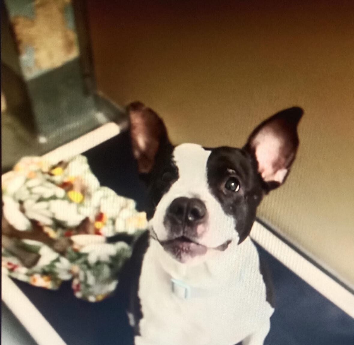 Discovery on a Cold Morning