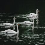 Six Geese a-Laying and Seven Swans a-Swimming