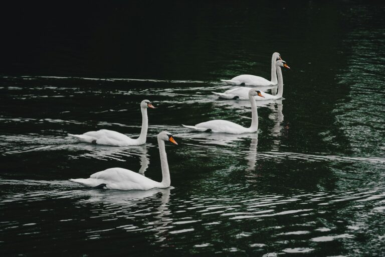 Six Geese a-Laying and Seven Swans a-Swimming