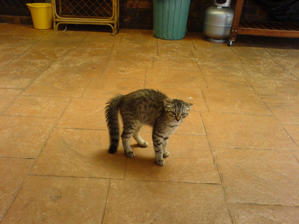 The Puffed-Up Pipe Cleaner: Fear Has Arrived