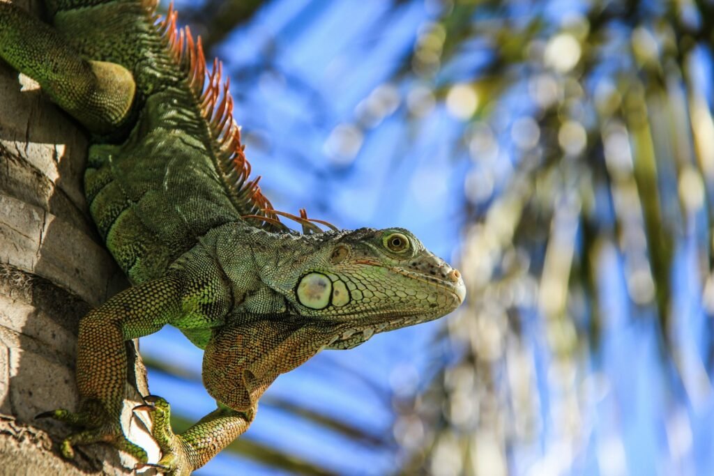 An Invasive Lizard’s Rise in South Florida