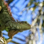 An Invasive Lizard’s Rise in South Florida