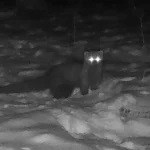 Elusive Species Reappears in Ohio County After Vanishing Since the 1800s