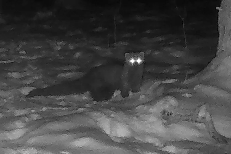 What This Means for Local Wildlife