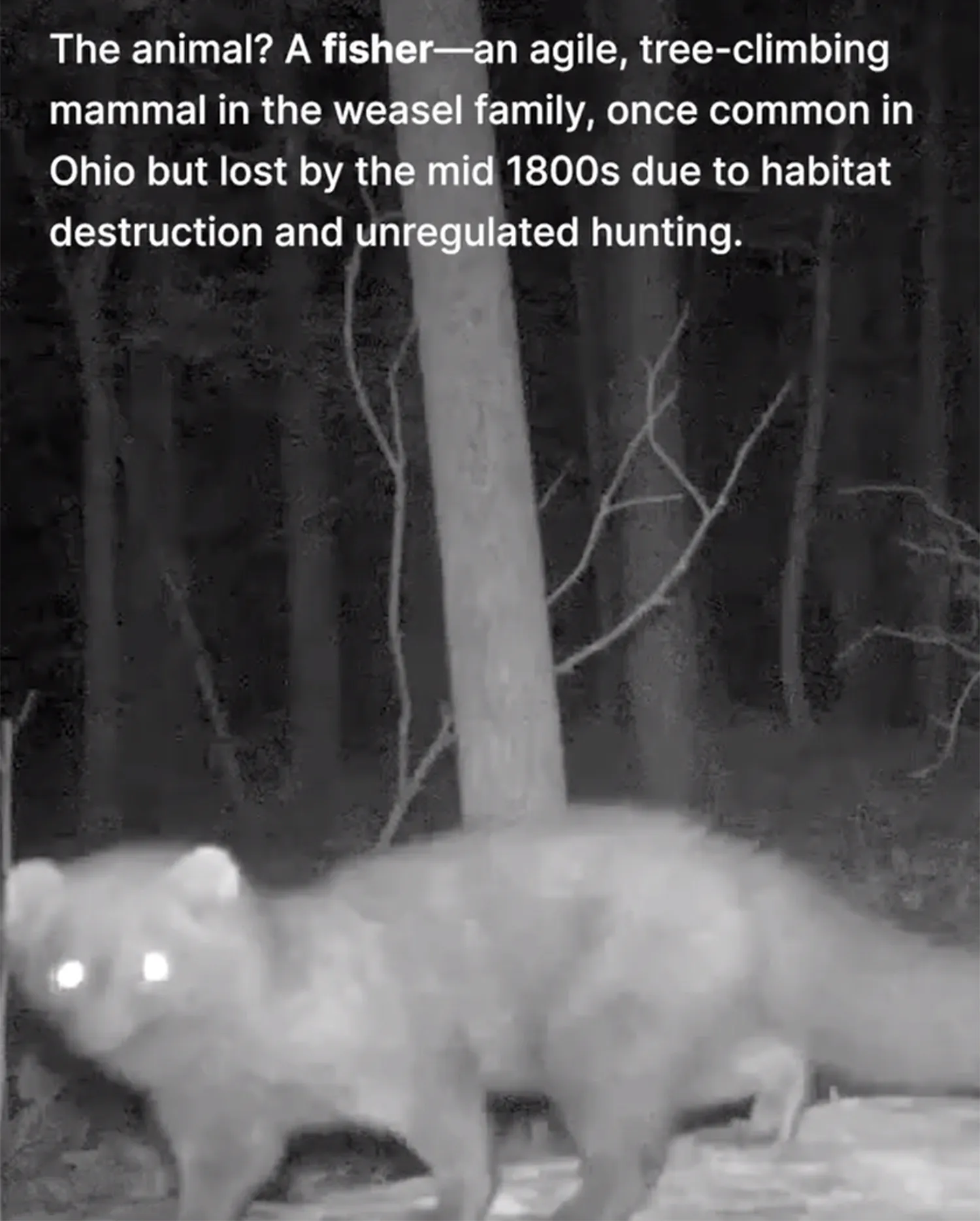 Conservation Efforts Behind the Return