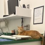 Cat Owner Pays $400 for Vet Visit — The Final Diagnosis Has the Internet Laughing