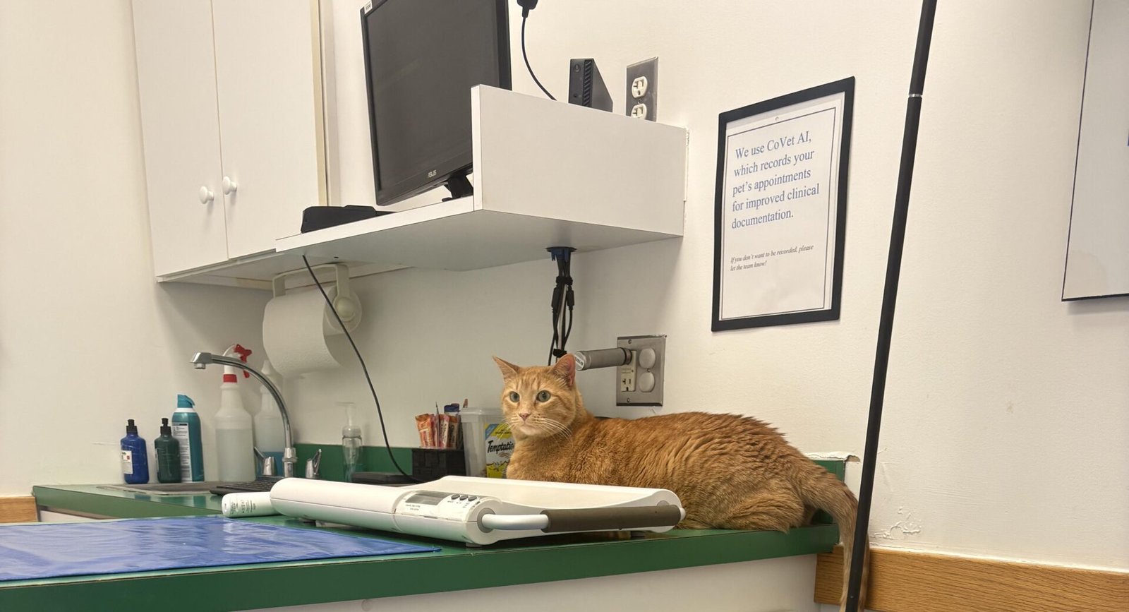 Cat Owner Pays $400 for Vet Visit — The Final Diagnosis Has the Internet Laughing