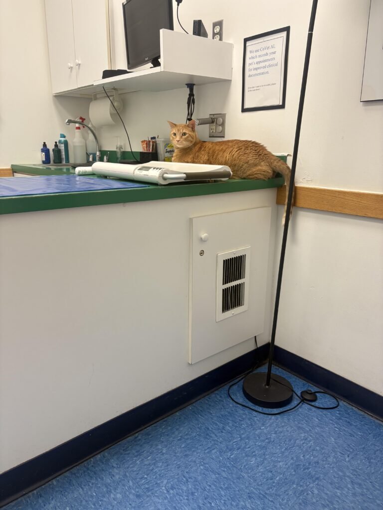 Unexpected Diagnosis After a Pricey Vet Trip