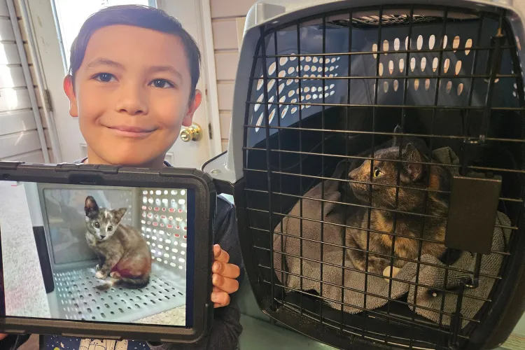 Early Days: A Kitten’s Disappearance That Left a Family Devastated