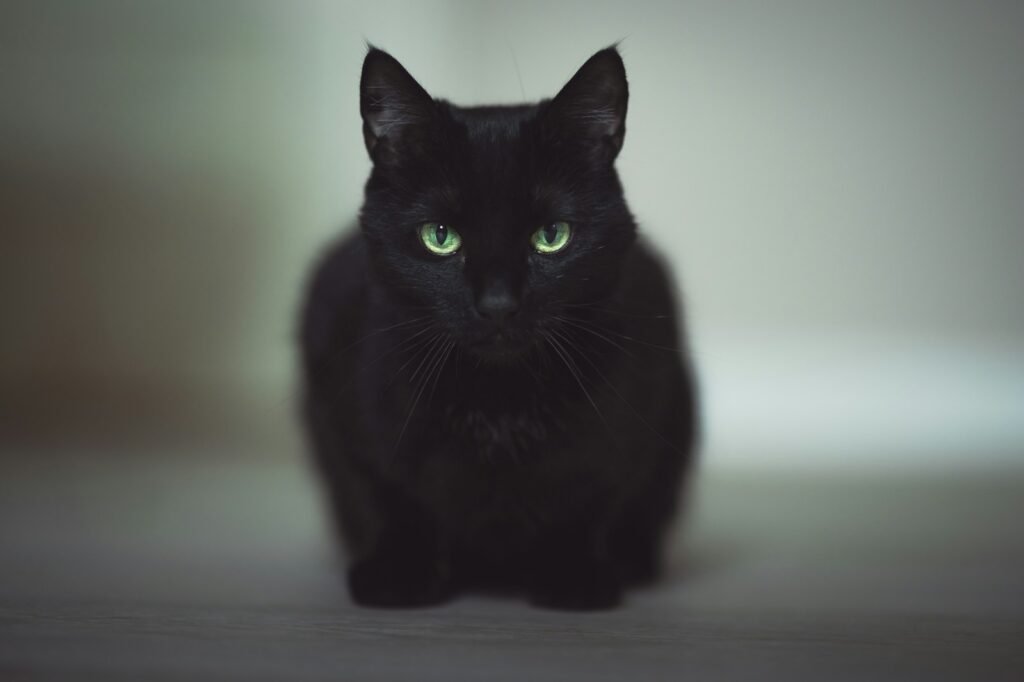 Ancient Reverence: When Black Cats Were Divine