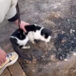 Couple’s Hearts Shatter After Finding a Gravely Ill Cat Lying Motionless in a Puddle