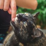 Why Your Cat Bites (Gently)