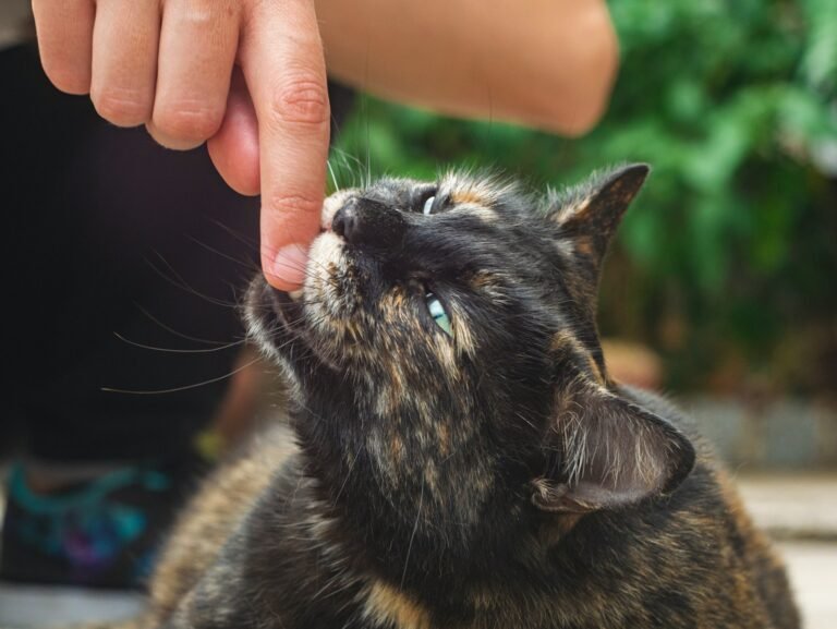 Why Your Cat Bites (Gently)