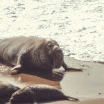 Conservation Significance of Northern Elephant Seals