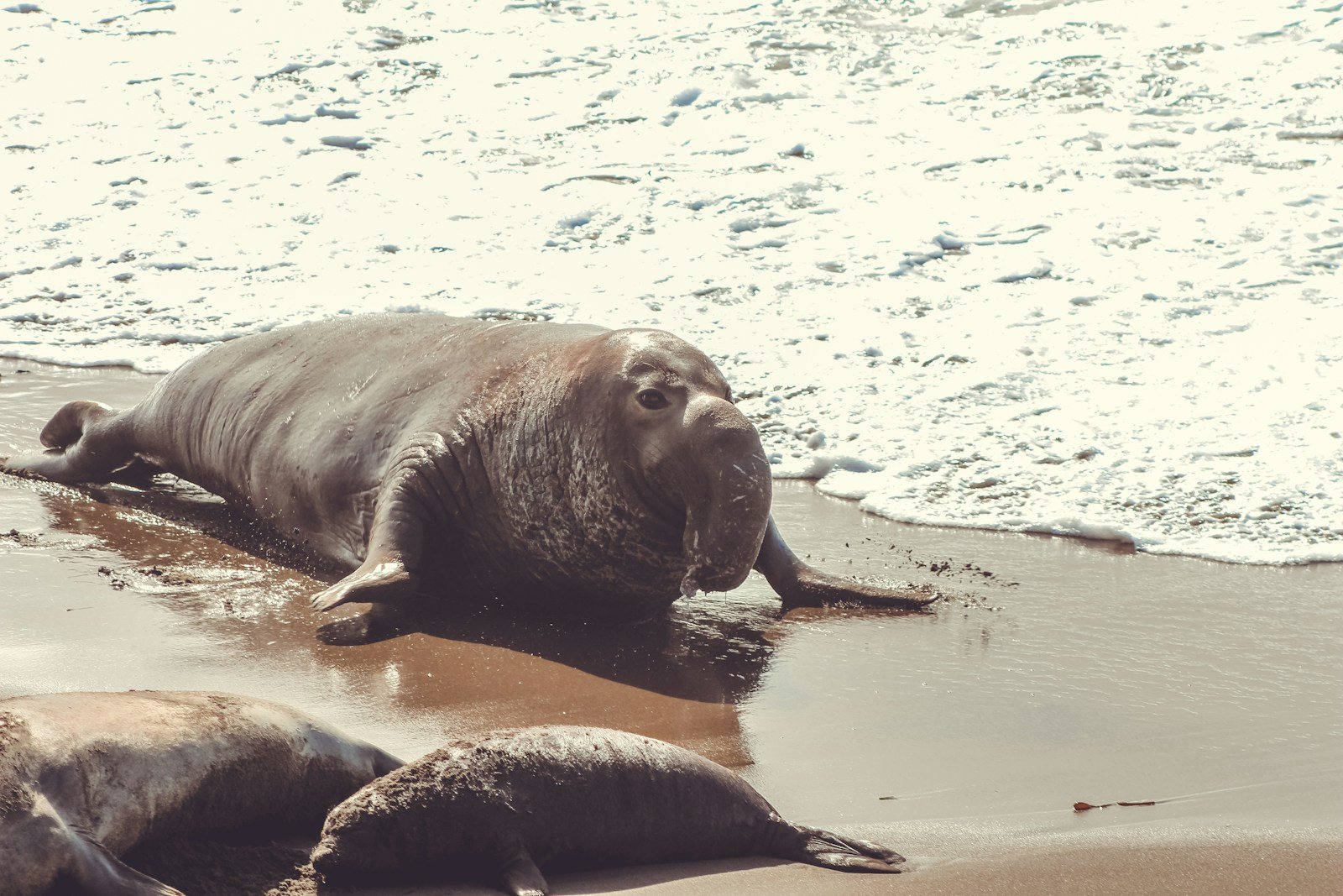 Conservation Significance of Northern Elephant Seals