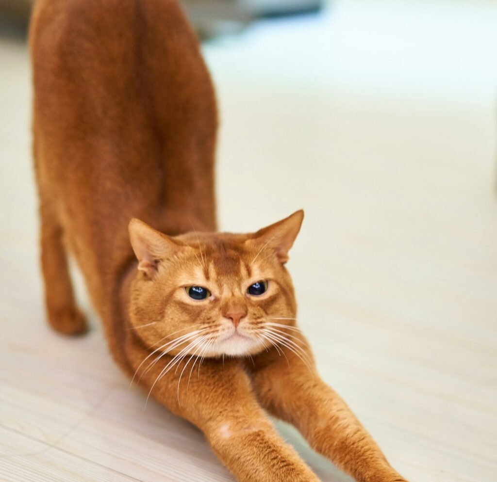 When Elevator Butt Might Be a Red Flag