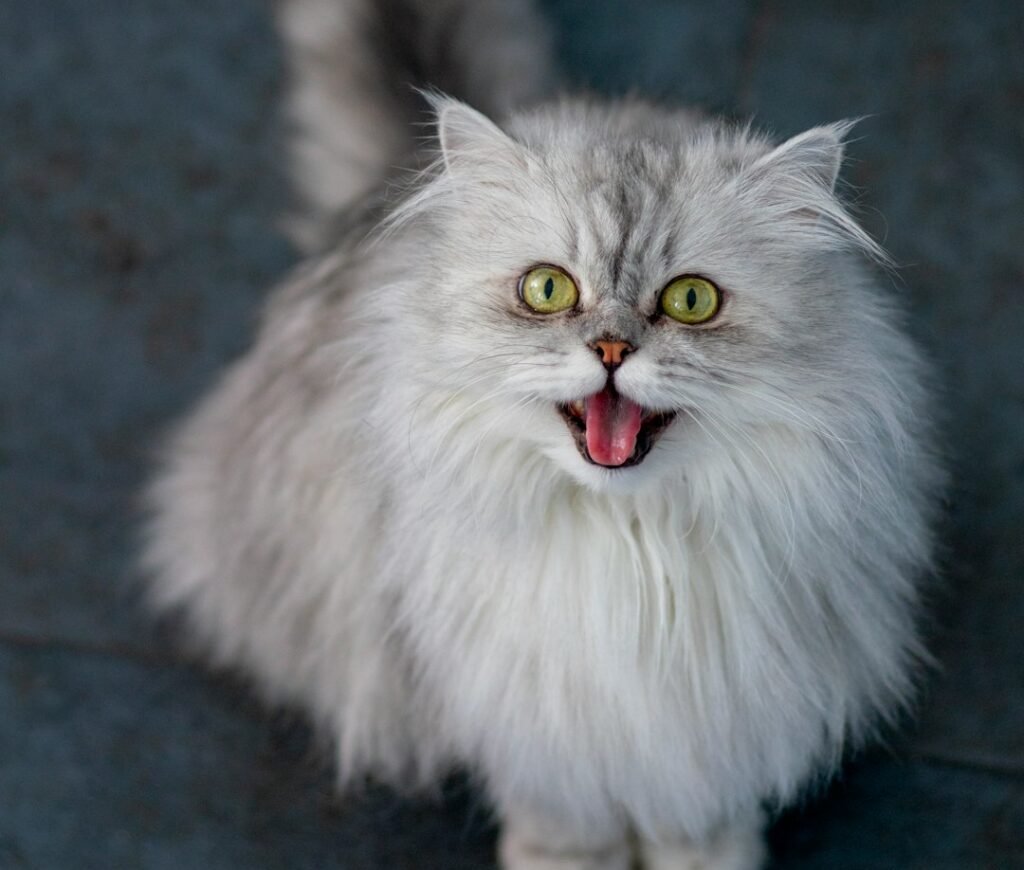 How to Actually Address Nighttime Meowing 