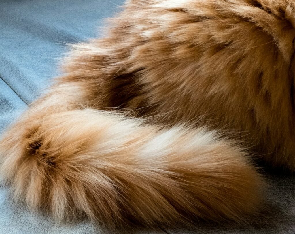 9. Tucked Tail Between the Legs