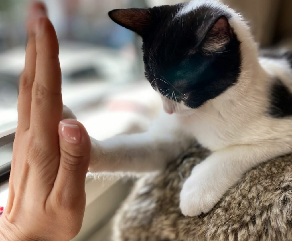 Being Consistent with Commands and Cues