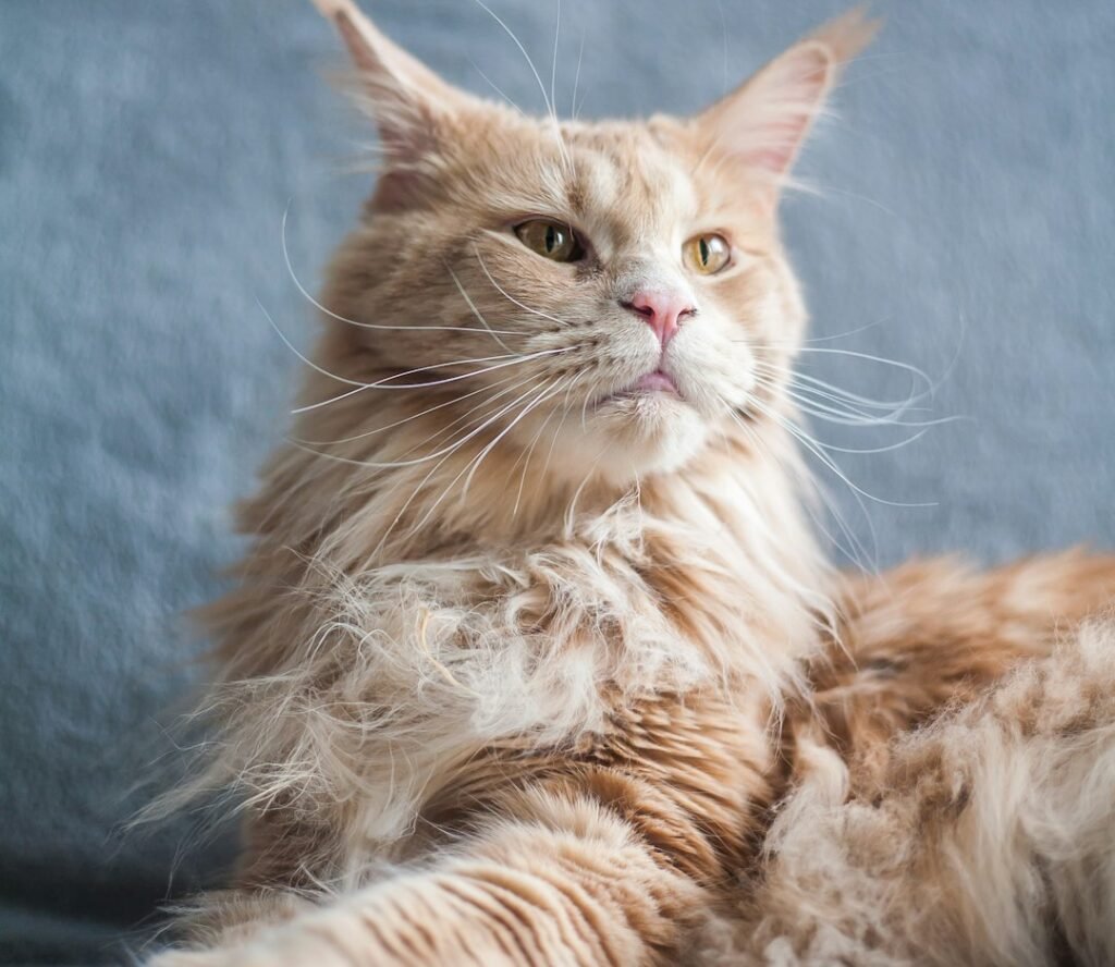 Maine: The Birthplace and True Home 