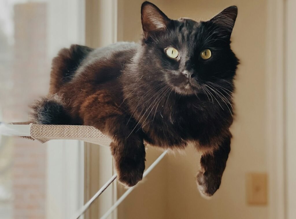 Set Up Window Perches for Natural Entertainment