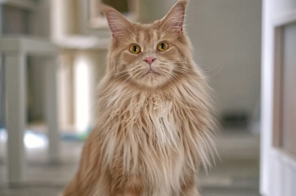 The Southern States' Growing Love 