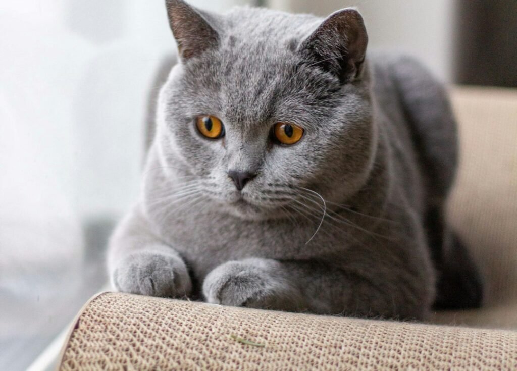British Shorthair: The Dignified Companion 