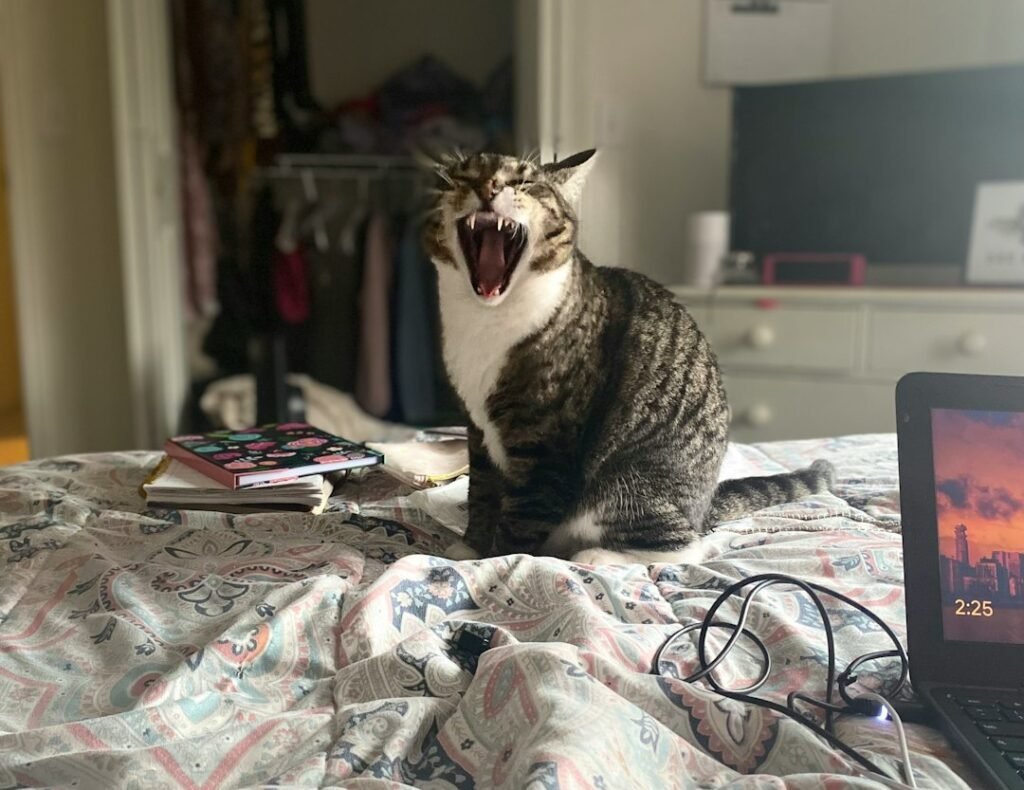 Virgo's Perfectionism Meets Feline Mayhem