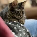 Why Does a Cat Like Kneading