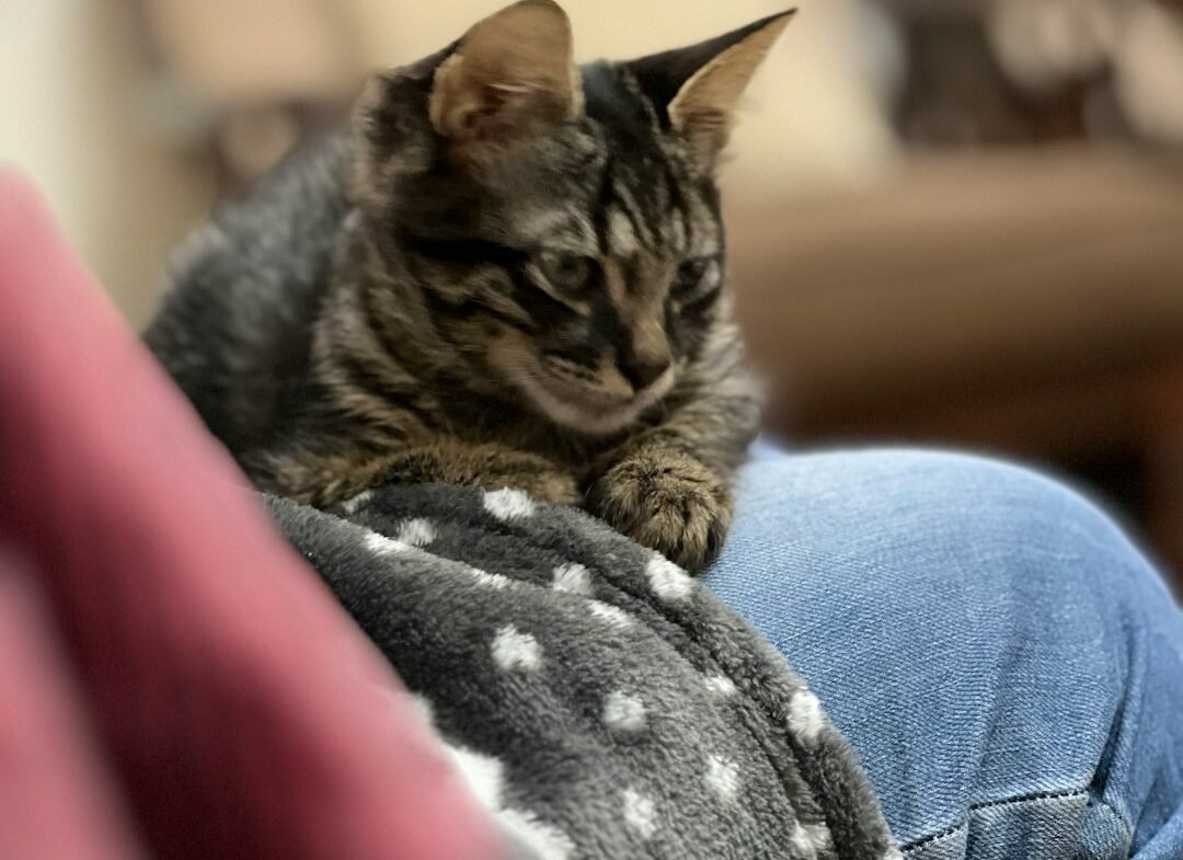 Why Does a Cat Like Kneading