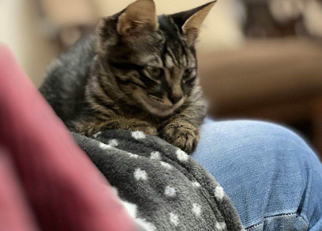 Marking You as Their Own