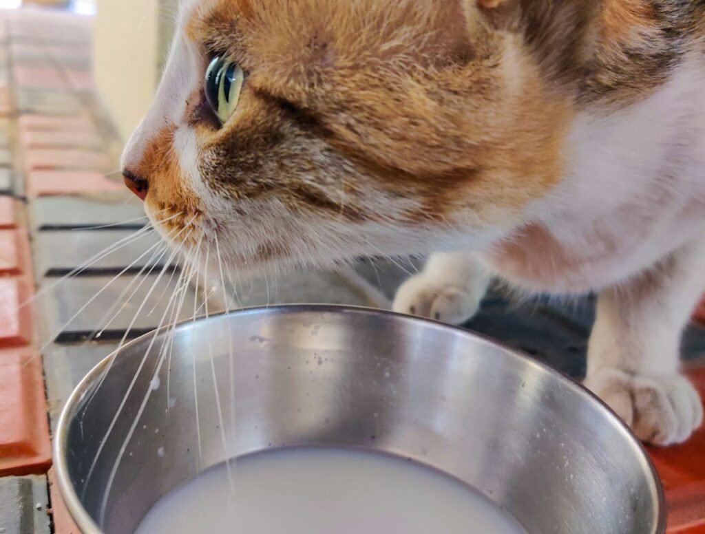 The Hidden Dangers in Additives