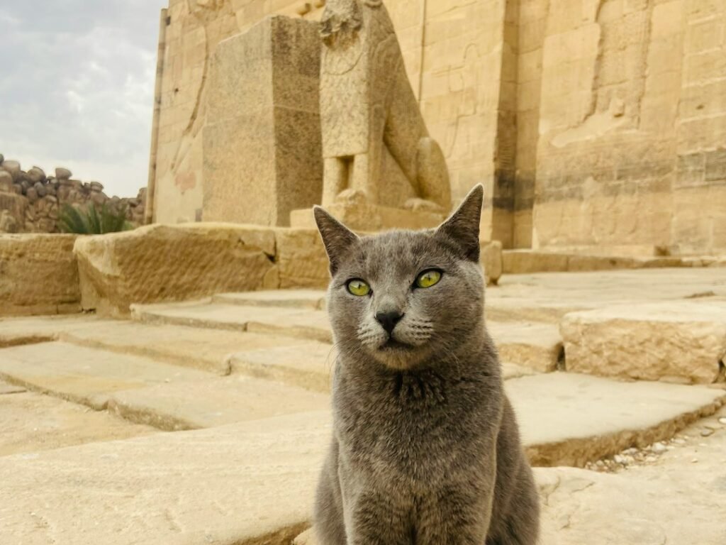 Ancient Egypt and Divine Feline Energy 