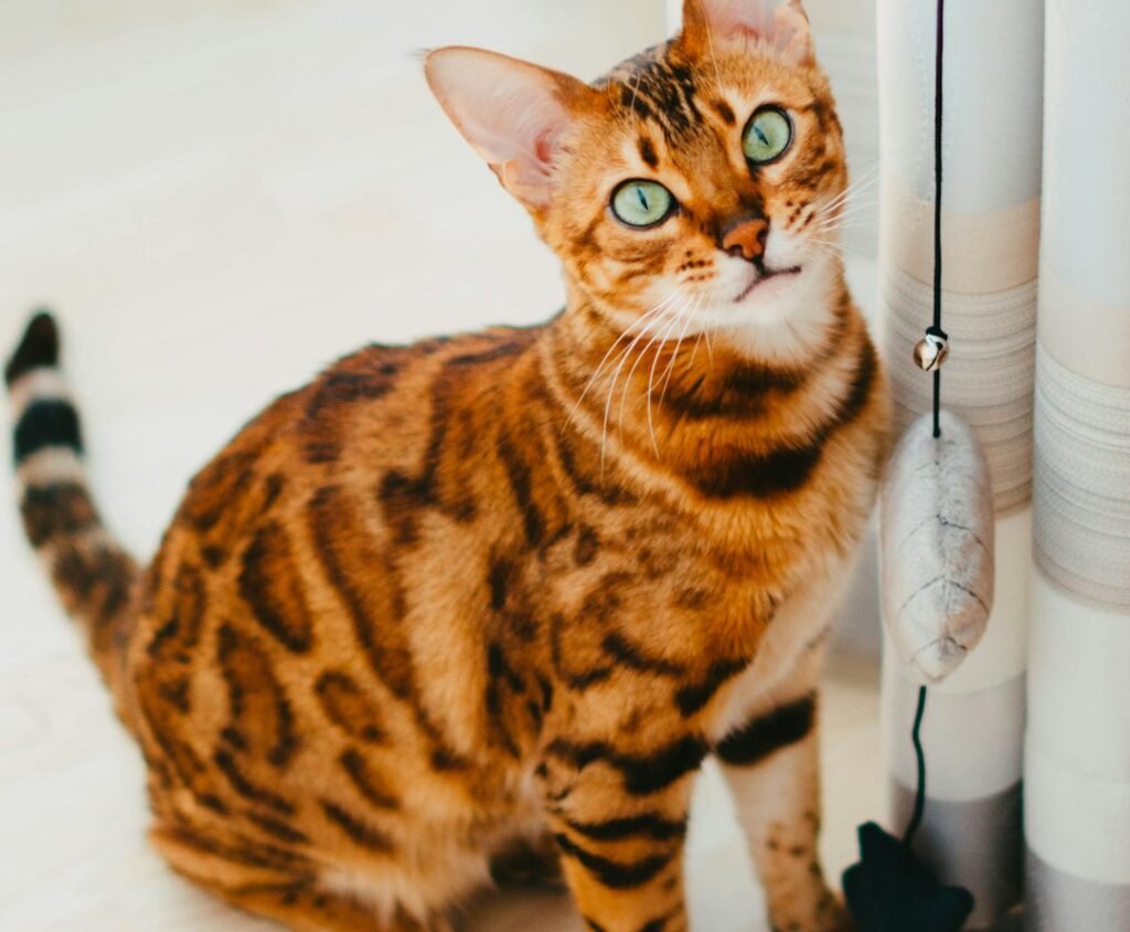 Bengal: The Wild Problem-Solver