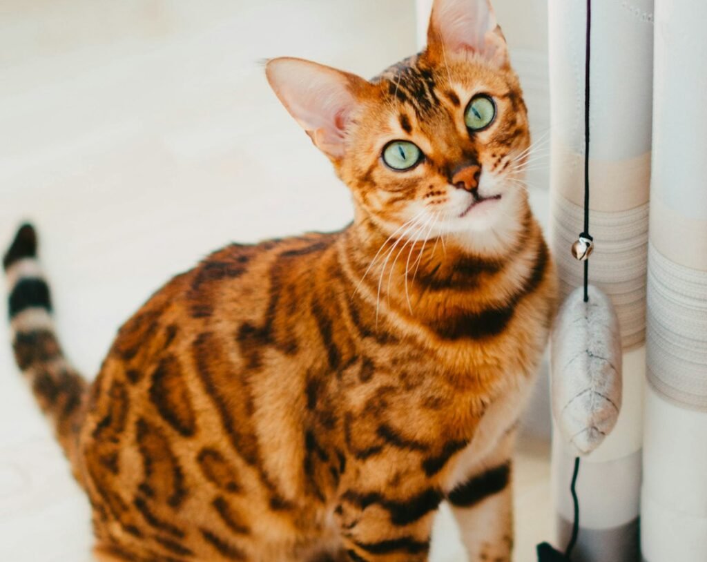 Bengal: The Intelligent Rebel