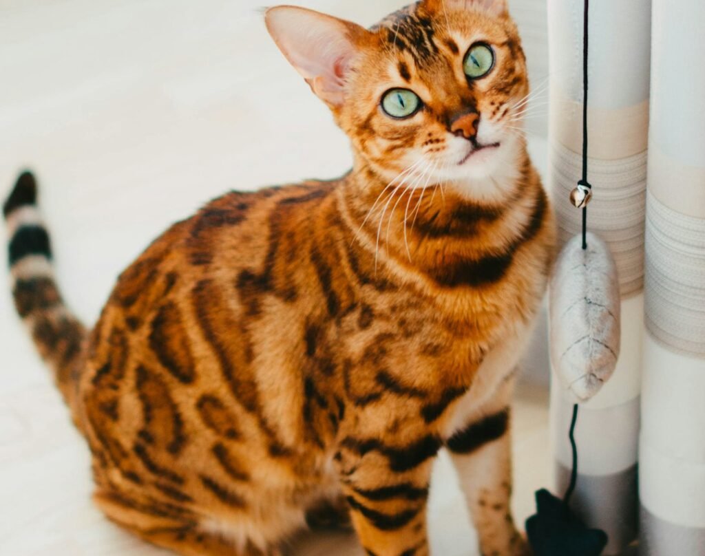 Now, Let's Talk About the Other Side: Bengal 