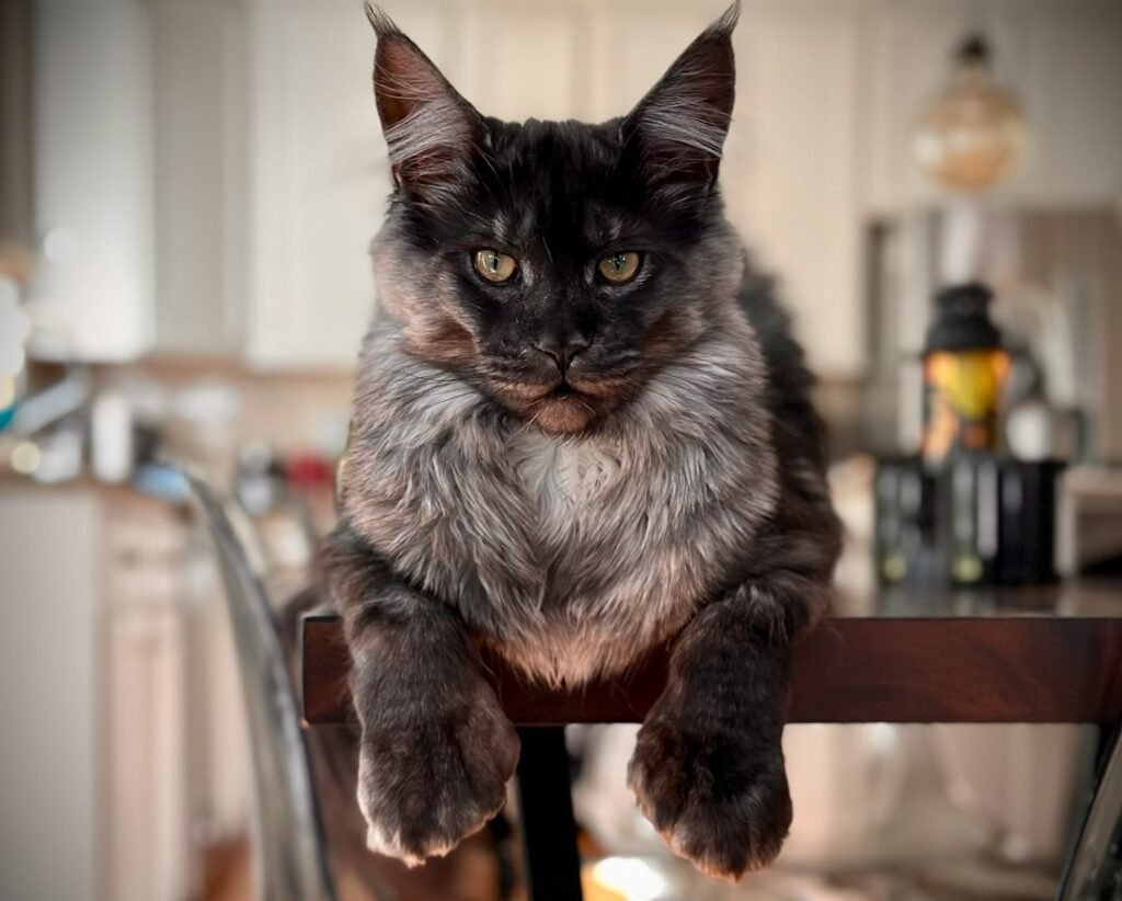 Why They'll Steal Your Heart