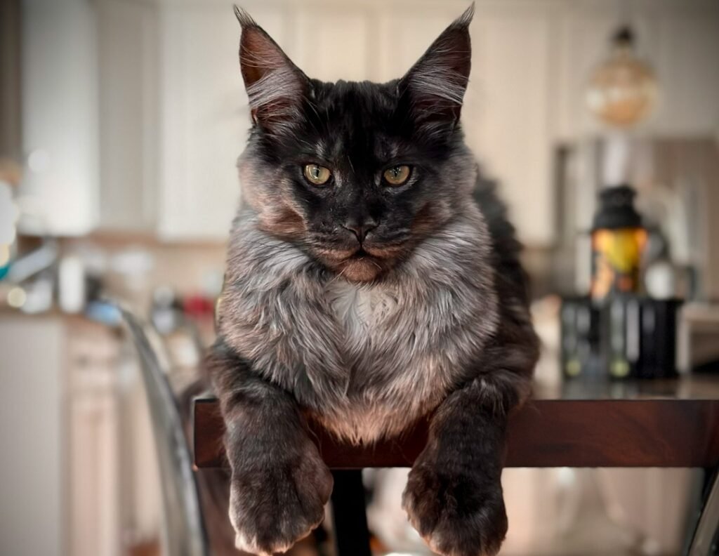 Maine Coon: The Selective Giant