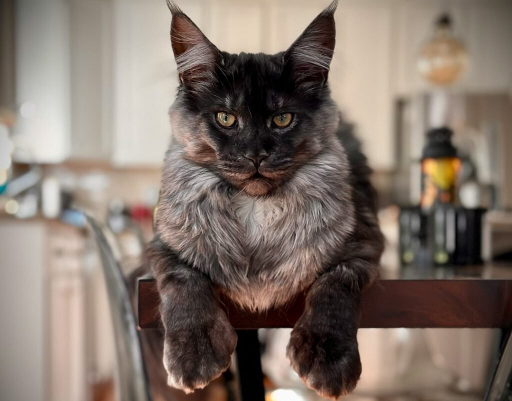 Maine Coons and Their Protective Territoriality