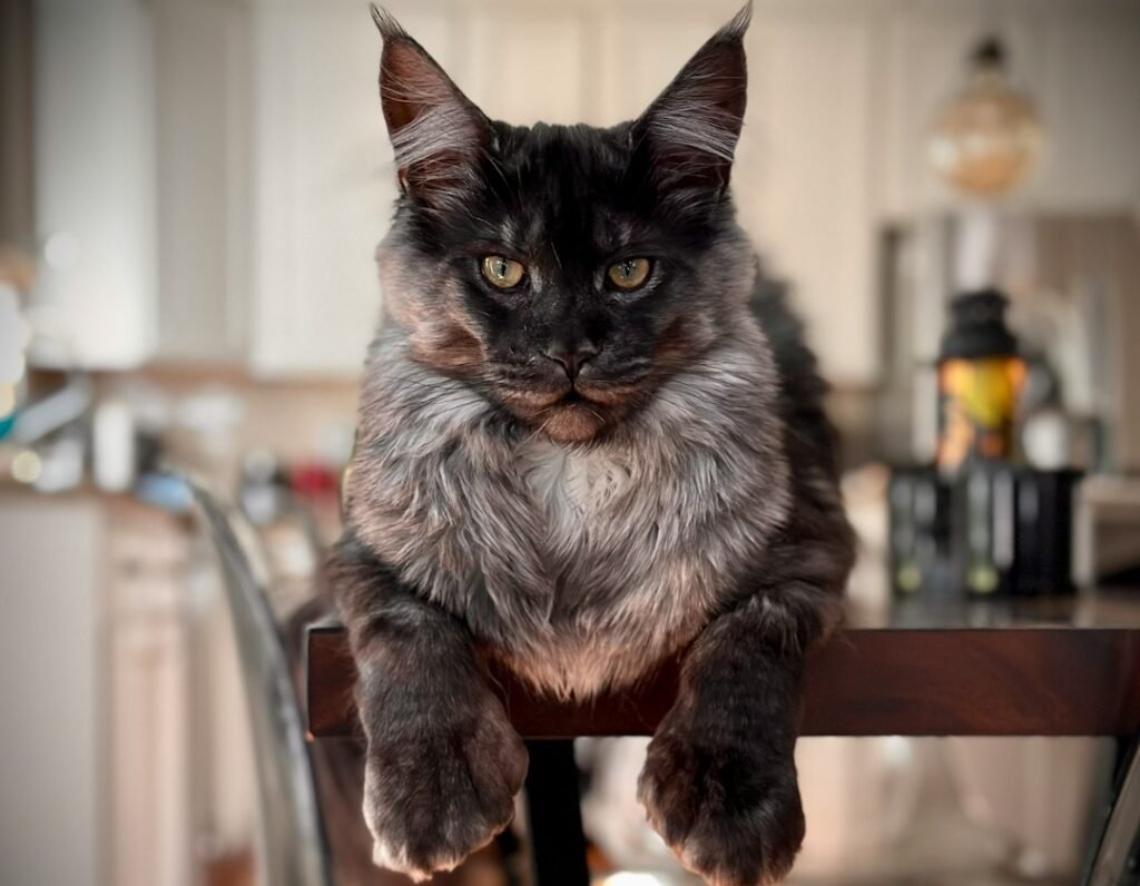 Maine Coon Cats: Gentle Giants with Sharp Tools