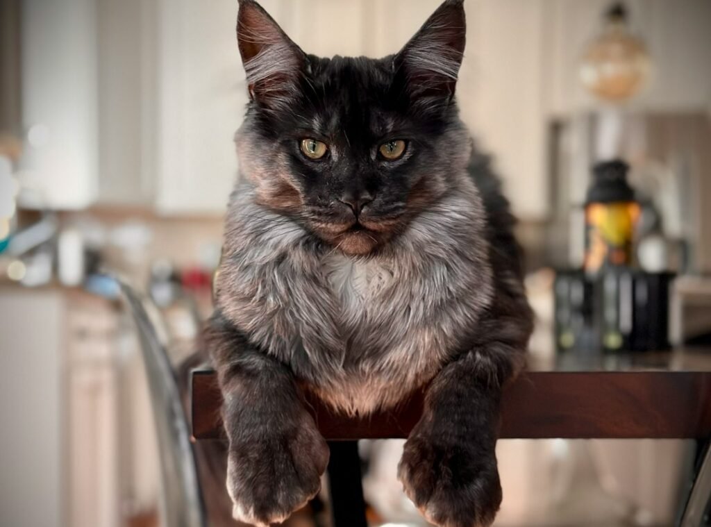 Western States' Surprising Popularity 